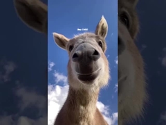 4U υψηλής τάσης Master RBMS για σύστημα διαχείρισης μπαταρίας λιθίου BESS UPS